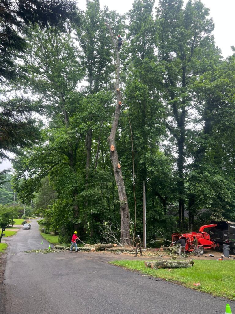 MMP Tree Service crew at work