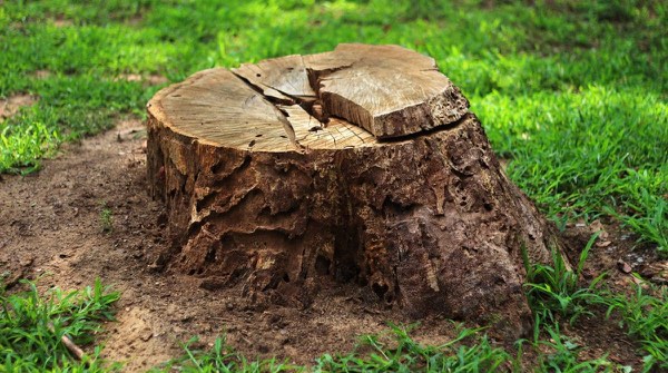 Stump Grinding