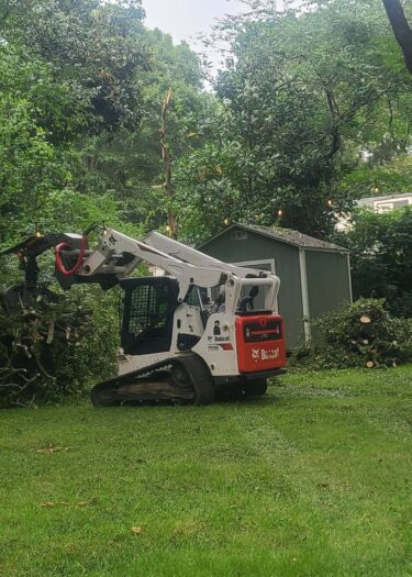 Tree Removal