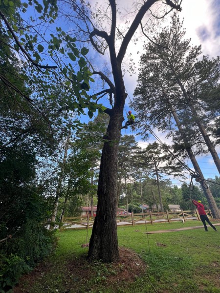 Tree Trimming